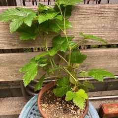 鉢付き！木苺　