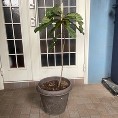 枇杷の植木
