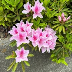無料・つつじ

