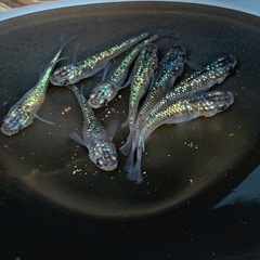 メダカ🐟サファイア