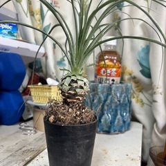 （植物）プヤ　ミラビリス