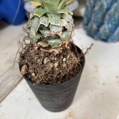 （植物）プヤ　ミラビリスの画像