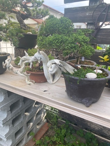 盆栽　糸魚川真柏