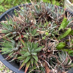 多肉植物　ハオルチア