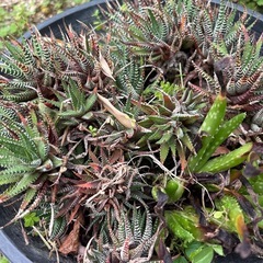 多肉植物　ハオルチアの画像