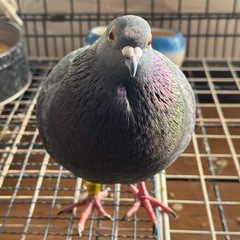 里親さん募集です‼️🐦鳩ちゃんお迎えしてくれる方お願いしま…