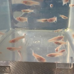 RREAグッピーセット(1名限定)の画像