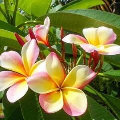 フラダンス🌺土曜午前🌺生徒募集✨ 心と体の健康に🍀