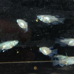 深海ダルマ&ショート5ペア(産卵中)