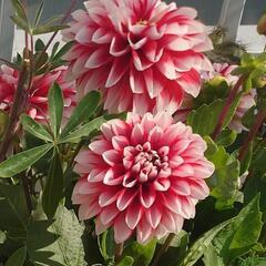 ①ダリア赤白 球根 発芽済み