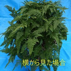大きくなりすぎたトキワシノブの画像