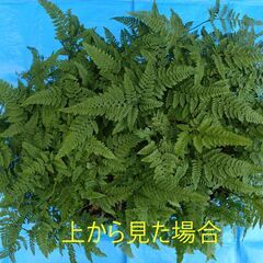 大きくなりすぎたトキワシノブの画像