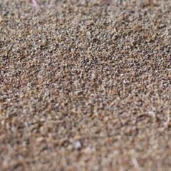 コキアの種 2024年採取の画像