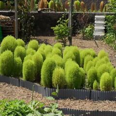 コキアの種 2024年採取の画像