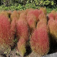 コキアの種 2024年採取の画像