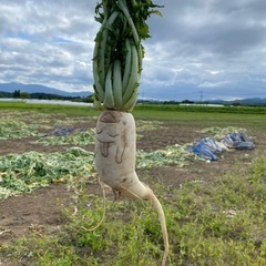 生大根収穫作業⭐︎随時募集中です！の画像