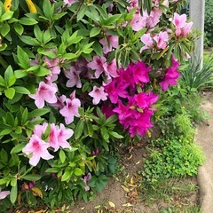 オオムラサキ（２色咲）の画像