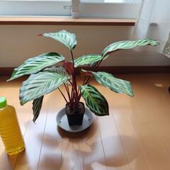 カラテア ビカジュー 観葉植物の画像