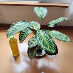 カラテア ビカジュー 観葉植物
