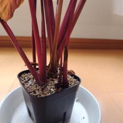 カラテア ビカジュー 観葉植物の画像