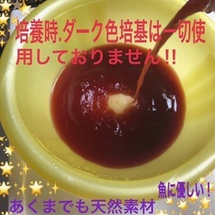 🔥🅿️Ｓ🅱️500ml=２本メダカ飼育最強液体バクテリア.針子から.成魚迄！ぐんぐん！の画像