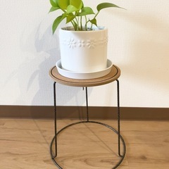 ☆観葉植物　ポトス　フラワースタンド付き　コルク　アイアン☆