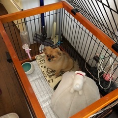 犬用ケージの画像