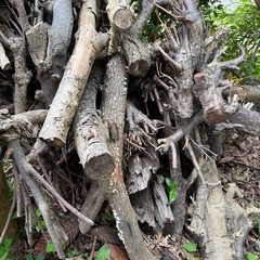 伐採による切れ端の画像