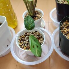 カラテア ビカジュー 観葉植物の画像