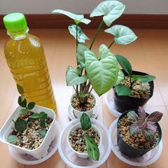 カラテア ビカジュー 観葉植物の画像