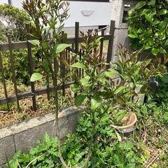 レモン苗木/カボス苗木　　セット120㎝と110㎝くらい最終価格...