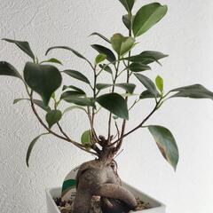 🌳ガジュマル🌳