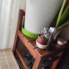 🦎アンティークな椅子