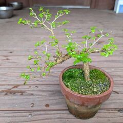 ニオイカエデ1の画像