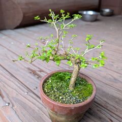 ニオイカエデ1の画像