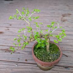 ニオイカエデ1の画像