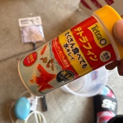 金魚セットの画像