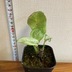 ランキングキーワードに紐づく投稿画像-観葉植物