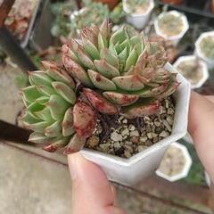 多肉植物 エケベリア 札落ちの画像