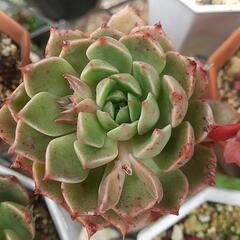 多肉植物 エケベリア 札落ちの画像