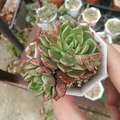多肉植物 エケベリア 札落ちの画像