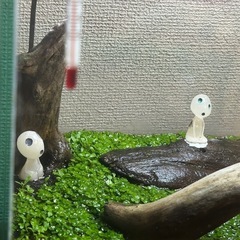 水槽　アクアリウム　セット
　の画像