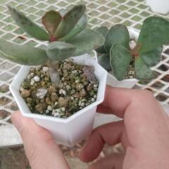多肉植物 アドロミスクス 天錦章の画像