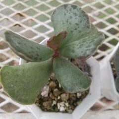 多肉植物 アドロミスクス 天錦章の画像
