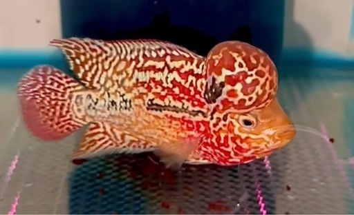 2トーン　レッドxオレンジ フラワーホーン　9cm オス　熱帯魚
