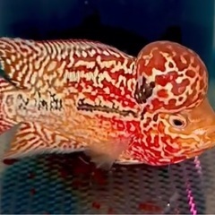 2トーン レッドxオレンジ フラワーホーン 9cm オス 熱帯魚