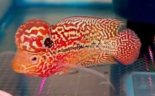 2トーン　レッドxオレンジ フラワーホーン　9cm オス　熱帯魚