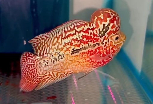 2トーン　レッドxオレンジ フラワーホーン　9cm オス　熱帯魚