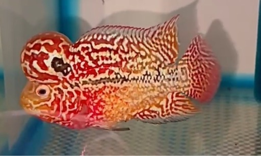 2トーン　レッドxオレンジ フラワーホーン　9cm オス　熱帯魚