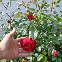 丈夫なミニバラ、レッドキャプテンもらって下さいの画像